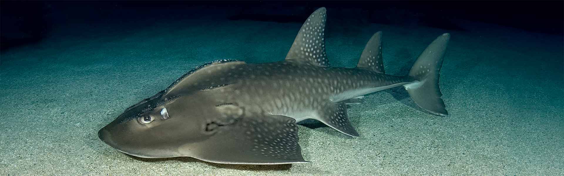 Bowmouth Guitarfish: Delving into the World of These Unusual Marine Wonders